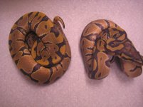 IMG_5898.jpg