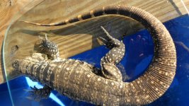 bw big male new big enc ne crner b.jpg