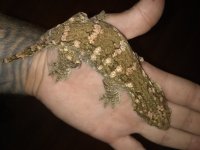 IMG_20180611_003651086.jpg
