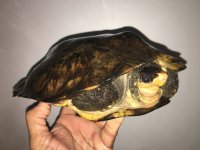 Notochelys06.jpg
