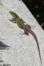 P.siculussiculus-1.jpg