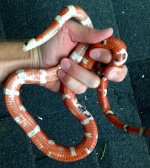 low band male ventral.jpg