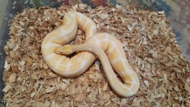 Albino Male 1180g.jpg