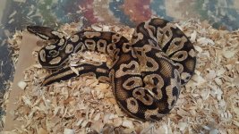 Pastel Male 1150g.jpg