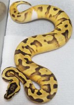 20190301_031242.jpg