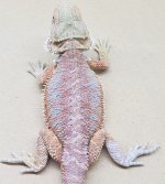 m1fauna.jpg