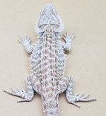 m2fauna.jpg