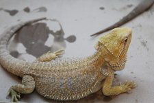 citrus-hypo-female.JPG