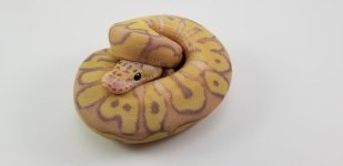 pastel banana clown.jpg