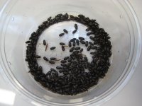 CleanerBeetle__32273.1535417382.jpg