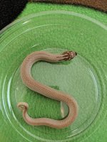 MVIMG_20180818_080222.jpg