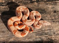 RED hypo jungle.jpg