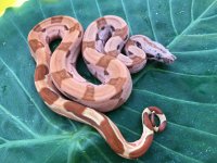 Hypo JungleArabmale.jpg