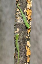 IMG_1089.jpg