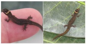 Lepidoblepharis 1.JPG