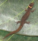 Lepidoblepharis male Best from Facebook - Best 1.JPG