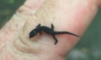 Lepidoblepharis Photo for Hamm Cropped 2.JPG