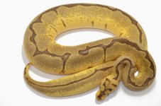 DP enchi spider clown male.jpg
