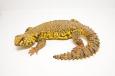 yellowuro_1024x1024.jpg