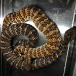 DEATH ADDER.jpg