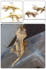 20180419_210841-kdcollage.jpg