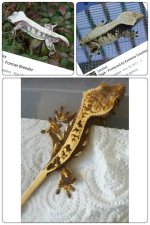 20180419_210643-kdcollage.jpg