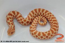 IMG_3055_labeled.jpg