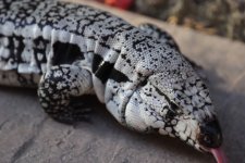 Blue Tegu .jpg
