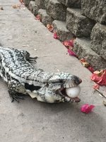 Blue Tegu1.jpg