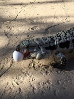 Blue Tegu2.jpg