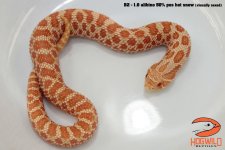 IMG_3125_labeled.jpg