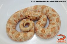 IMG_3137_labeled.jpg