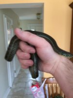 smaller one.jpg