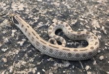 axconda11.jpg