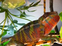 Cham For Sale.jpg