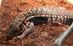 Tegu1.png