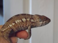 Female 2.jpg