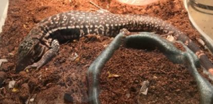 tegu2.png