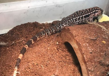 tegu3.png