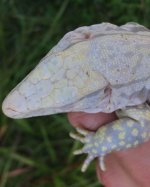 Male blue ice albino.jpg