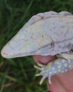 blueice male 1.jpg
