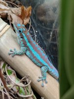 Phelsuma Borbonica Male 2.jpg