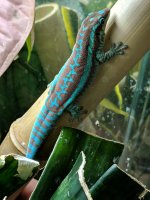 Phelsuma Borbonica Male.jpg