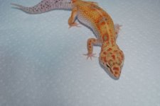 DSC_0126.jpg