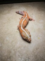amelanistic white out fat tail.jpg