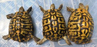 Adult Calabrians 08 07 2018 (2).jpg