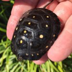 turtle 1.jpg