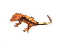geckoo.jpg