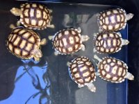 sulcata9-22-18es.jpg