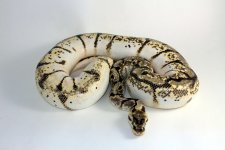 0.1 OD Enchi Spider 2.jpg